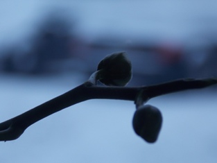 erste Knubbel an der Orchidee